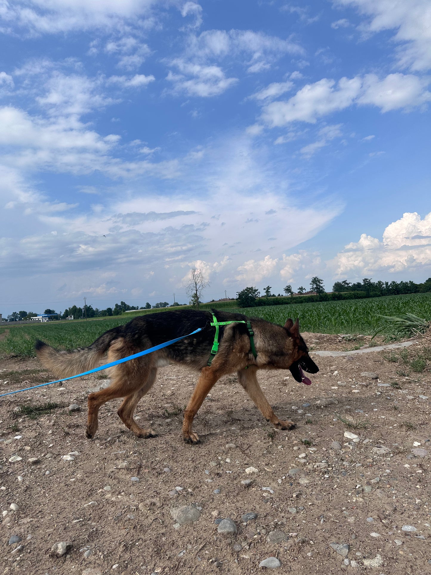 Guinzaglio F20 - Versione Corsa