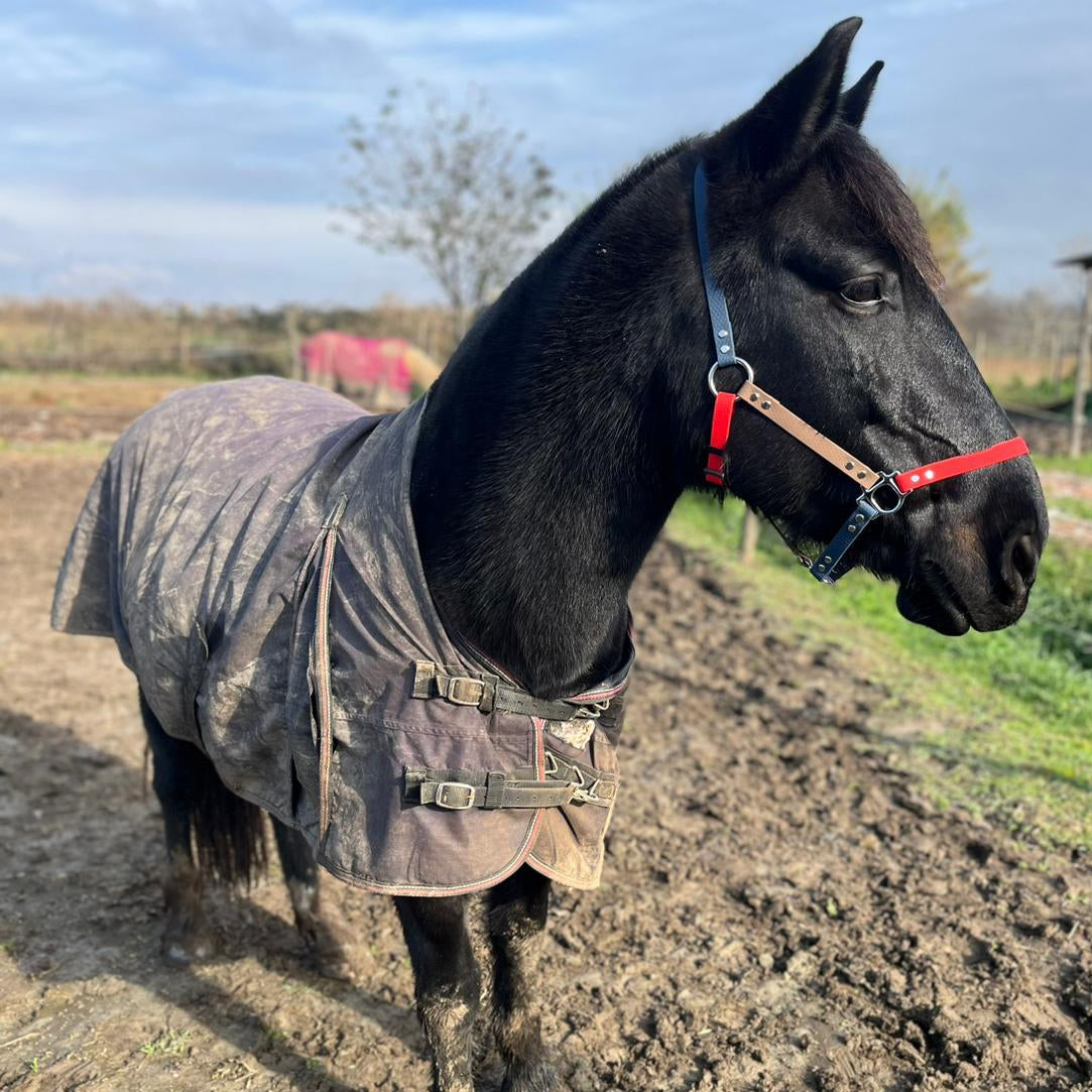 Capezza Morbida per Cavalli